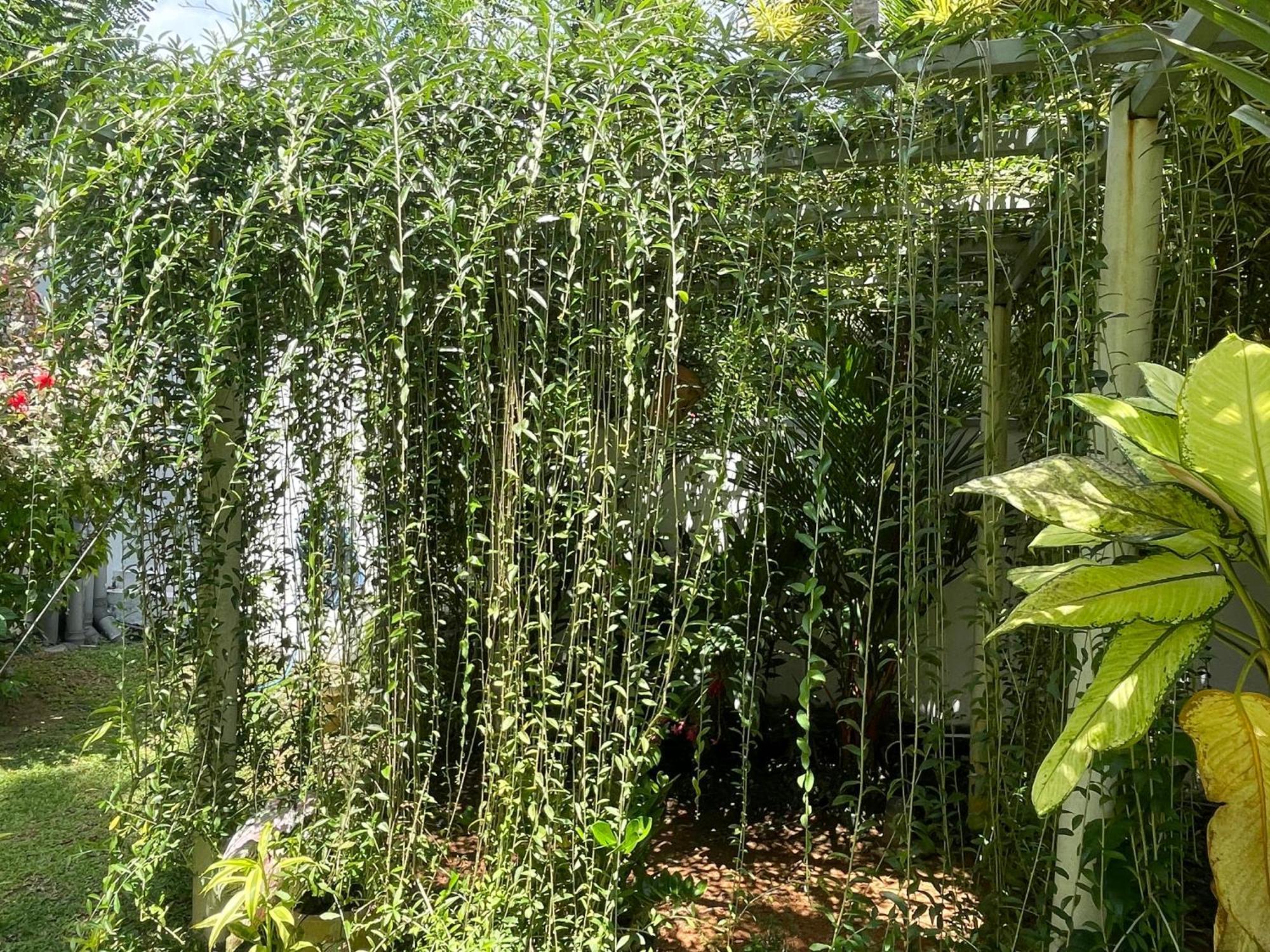 Plantation House Hotel Hikkaduwa Bagian luar foto
